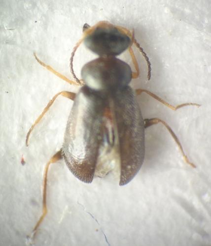 Colotes florieni